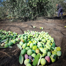 Carica l'immagine nel visualizzatore di Gallery, Olio Extra Vergine di Oliva - Az. Agr. Macchia Gioacchino